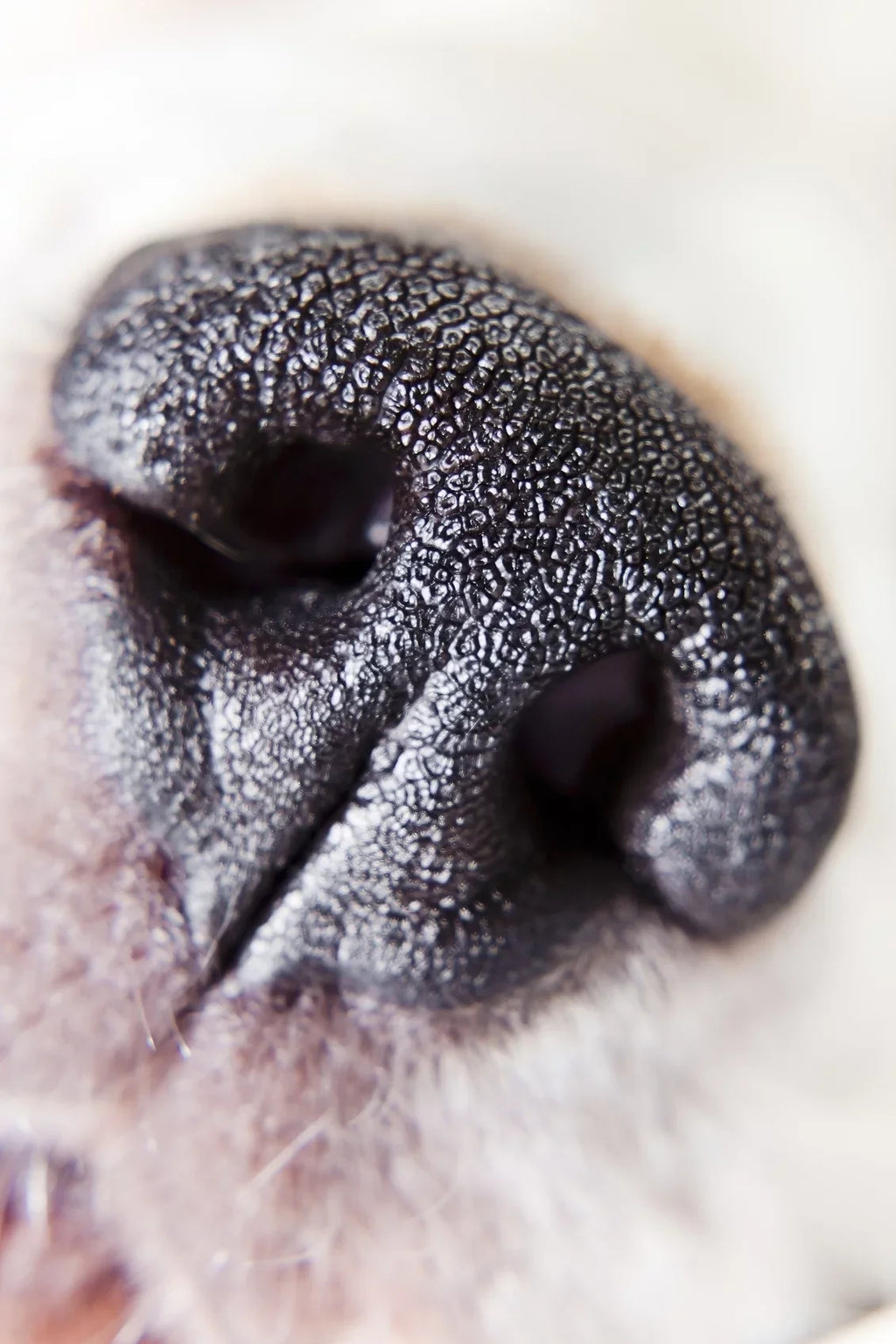 ef-s element 10x (macro) usm 2 canon f/2.8 lens... close-up 60mm definition high