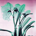 Orchids Lightweight Scarf James 100% Paul by Cashmere - Amazon Cheung
