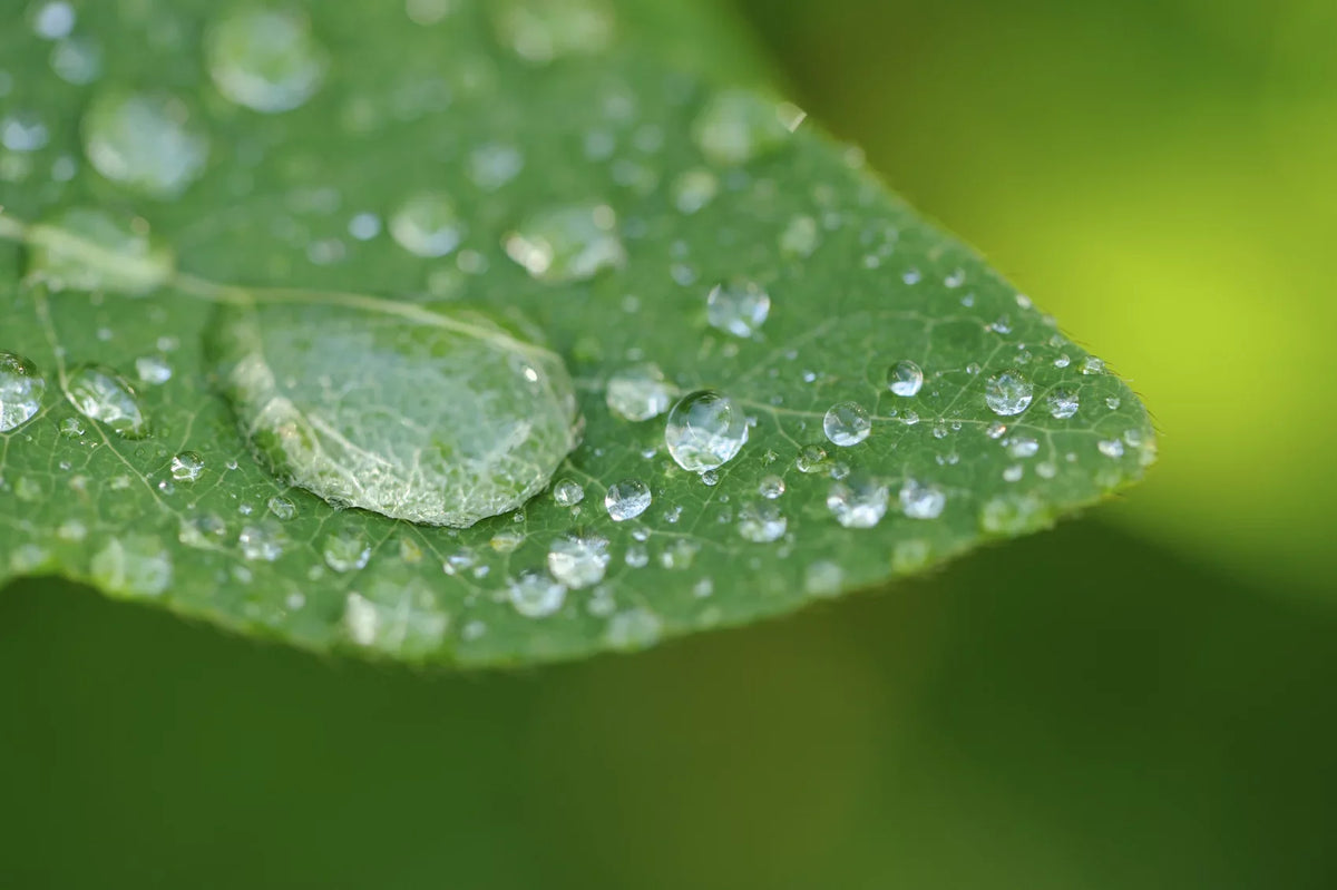ef-s element 10x (macro) usm 2 canon f/2.8 lens... close-up 60mm definition high