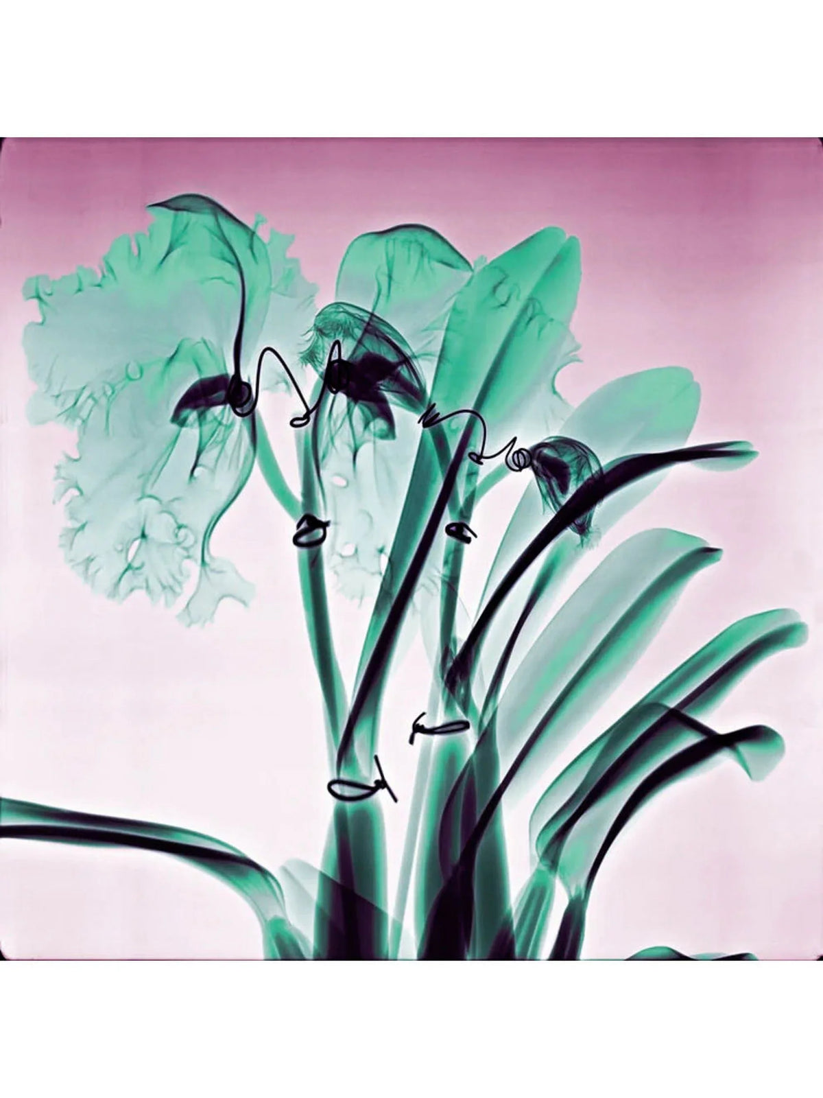 Orchids Lightweight Scarf James 100% Paul by Cashmere - Amazon Cheung